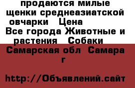 продаются милые щенки среднеазиатской овчарки › Цена ­ 30 000 - Все города Животные и растения » Собаки   . Самарская обл.,Самара г.